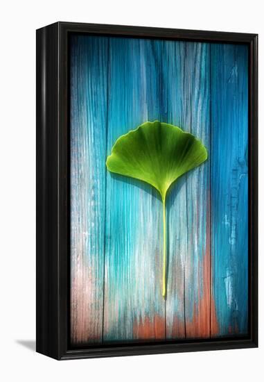 A Ginkgo Leaf-Philippe Sainte-Laudy-Framed Premier Image Canvas