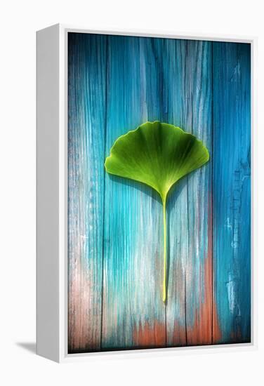 A Ginkgo Leaf-Philippe Sainte-Laudy-Framed Premier Image Canvas