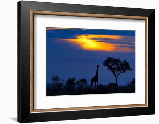 A Giraffe At Sunset-Mario Moreno-Framed Photographic Print