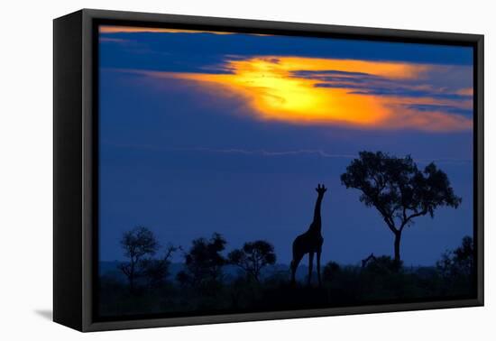 A Giraffe At Sunset-Mario Moreno-Framed Premier Image Canvas