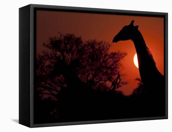 A Giraffe Head Silhouetted in Front of the Setting Sun.-Karine Aigner-Framed Premier Image Canvas
