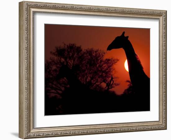 A Giraffe Head Silhouetted in Front of the Setting Sun.-Karine Aigner-Framed Photographic Print