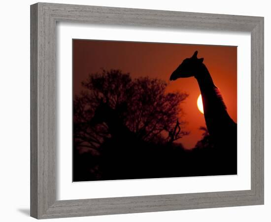 A Giraffe Head Silhouetted in Front of the Setting Sun.-Karine Aigner-Framed Photographic Print