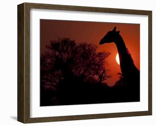 A Giraffe Head Silhouetted in Front of the Setting Sun.-Karine Aigner-Framed Photographic Print