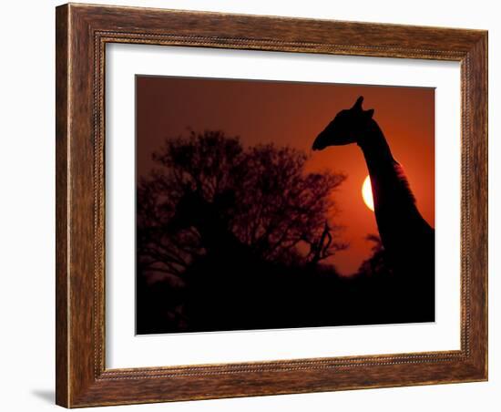 A Giraffe Head Silhouetted in Front of the Setting Sun.-Karine Aigner-Framed Photographic Print