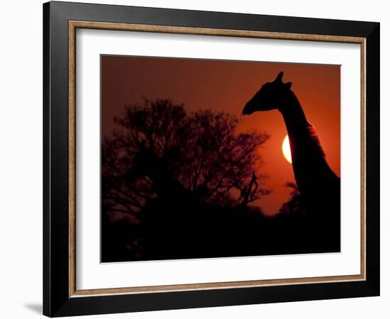 A Giraffe Head Silhouetted in Front of the Setting Sun.-Karine Aigner-Framed Photographic Print