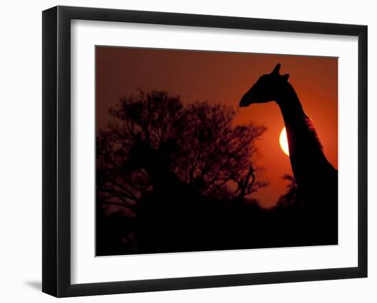 A Giraffe Head Silhouetted in Front of the Setting Sun.-Karine Aigner-Framed Photographic Print