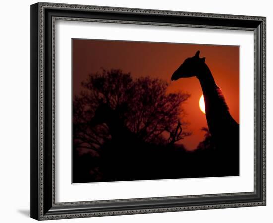 A Giraffe Head Silhouetted in Front of the Setting Sun.-Karine Aigner-Framed Photographic Print