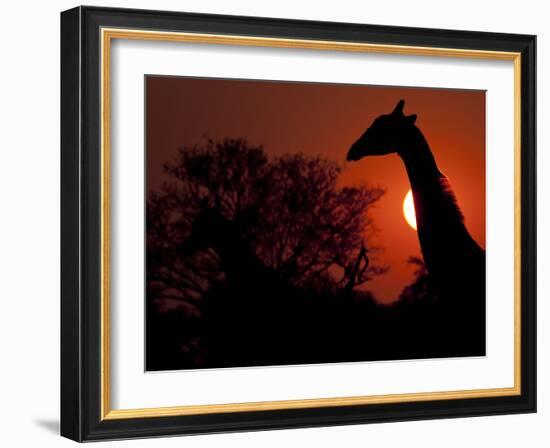A Giraffe Head Silhouetted in Front of the Setting Sun.-Karine Aigner-Framed Photographic Print