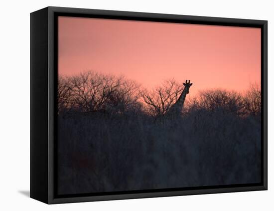 A Giraffe Peeks Out over Treetops at Sunset-Alex Saberi-Framed Premier Image Canvas