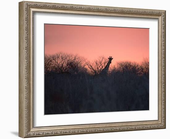 A Giraffe Peeks Out over Treetops at Sunset-Alex Saberi-Framed Photographic Print