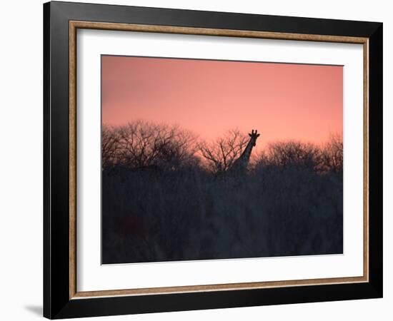 A Giraffe Peeks Out over Treetops at Sunset-Alex Saberi-Framed Photographic Print