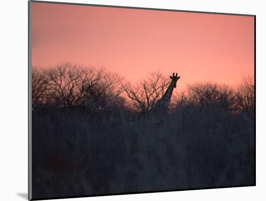 A Giraffe Peeks Out over Treetops at Sunset-Alex Saberi-Mounted Photographic Print