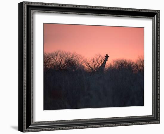 A Giraffe Peeks Out over Treetops at Sunset-Alex Saberi-Framed Photographic Print