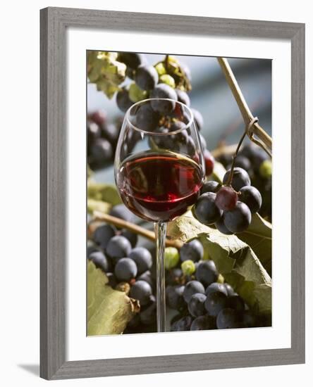 A Glass of Red Wine with Grapes in the Background-Karl Newedel-Framed Photographic Print