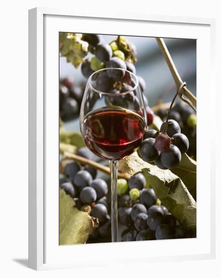 A Glass of Red Wine with Grapes in the Background-Karl Newedel-Framed Photographic Print