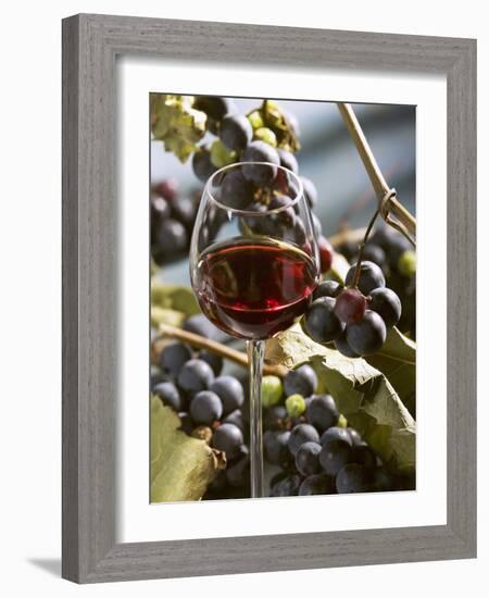 A Glass of Red Wine with Grapes in the Background-Karl Newedel-Framed Photographic Print
