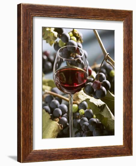 A Glass of Red Wine with Grapes in the Background-Karl Newedel-Framed Photographic Print