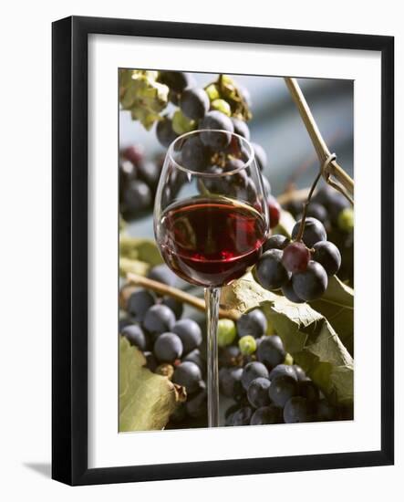 A Glass of Red Wine with Grapes in the Background-Karl Newedel-Framed Photographic Print