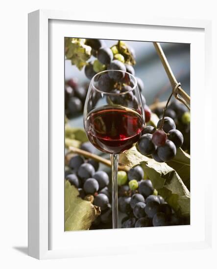 A Glass of Red Wine with Grapes in the Background-Karl Newedel-Framed Photographic Print