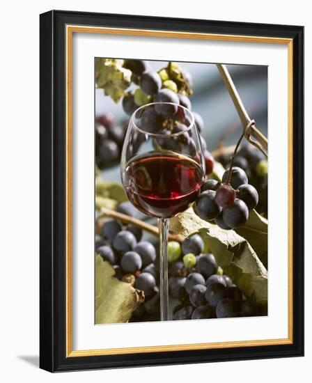 A Glass of Red Wine with Grapes in the Background-Karl Newedel-Framed Photographic Print