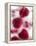 A Glass of Water with Raspberry Ice Cubes-Nadja Walger-Framed Premier Image Canvas