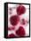 A Glass of Water with Raspberry Ice Cubes-Nadja Walger-Framed Premier Image Canvas