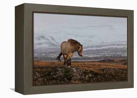 A gleam from the sun-Bragi Ingibergsson --Framed Premier Image Canvas