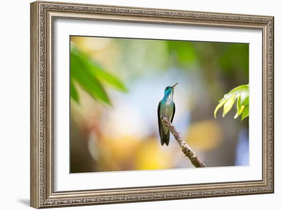 A Glittering-Throated Emerald Hummingbird, Amazilia Fimbriata, In Atlantic Rainforest-Alex Saberi-Framed Photographic Print