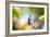 A Glittering-Throated Emerald Hummingbird, Amazilia Fimbriata, In Atlantic Rainforest-Alex Saberi-Framed Photographic Print