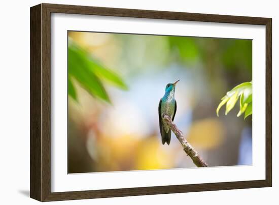 A Glittering-Throated Emerald Hummingbird, Amazilia Fimbriata, In Atlantic Rainforest-Alex Saberi-Framed Photographic Print