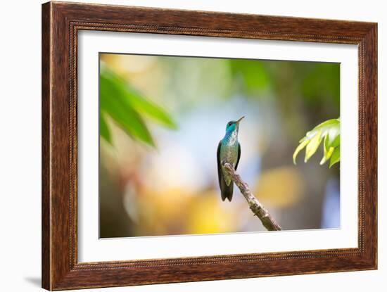 A Glittering-Throated Emerald Hummingbird, Amazilia Fimbriata, In Atlantic Rainforest-Alex Saberi-Framed Photographic Print