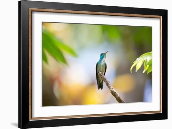 A Glittering-Throated Emerald Hummingbird, Amazilia Fimbriata, In Atlantic Rainforest-Alex Saberi-Framed Photographic Print