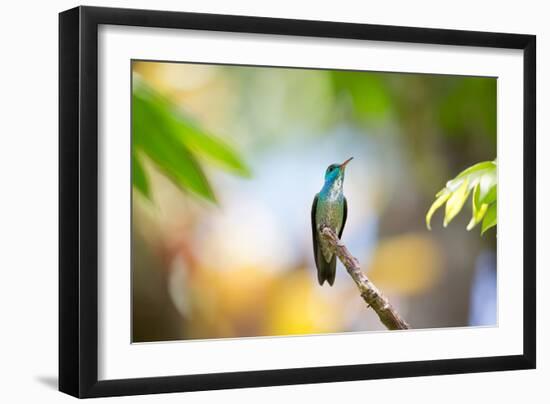 A Glittering-Throated Emerald Hummingbird, Amazilia Fimbriata, In Atlantic Rainforest-Alex Saberi-Framed Photographic Print