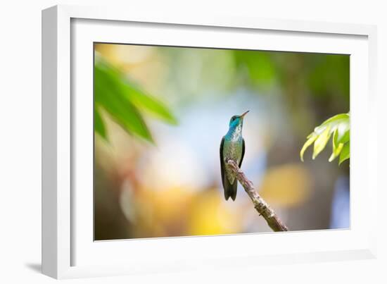 A Glittering-Throated Emerald Hummingbird, Amazilia Fimbriata, In Atlantic Rainforest-Alex Saberi-Framed Photographic Print