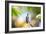 A Glittering-Throated Emerald Hummingbird, Amazilia Fimbriata, In Atlantic Rainforest-Alex Saberi-Framed Photographic Print