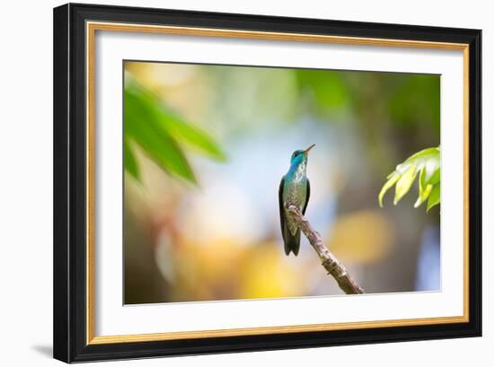 A Glittering-Throated Emerald Hummingbird, Amazilia Fimbriata, In Atlantic Rainforest-Alex Saberi-Framed Photographic Print