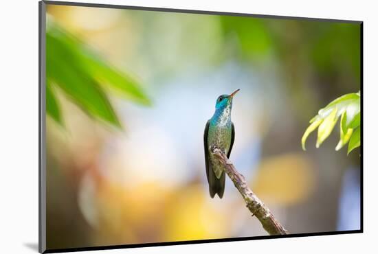 A Glittering-Throated Emerald Hummingbird, Amazilia Fimbriata, In Atlantic Rainforest-Alex Saberi-Mounted Premium Photographic Print