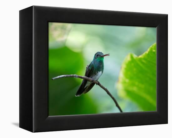 A Glittering-Throated Emerald Perching on Twig in Atlantic Rainforest, Brazil-Alex Saberi-Framed Premier Image Canvas