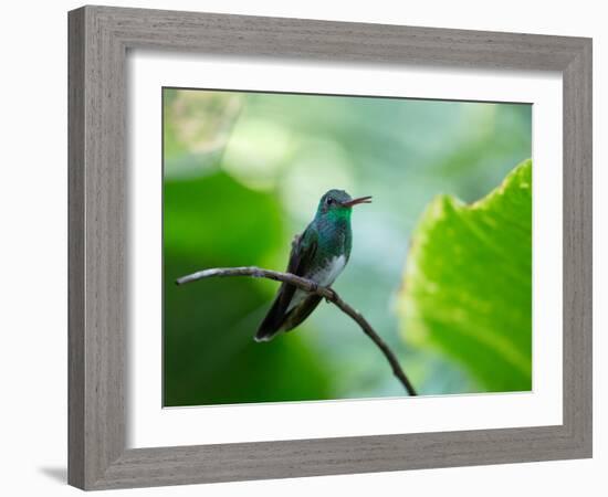 A Glittering-Throated Emerald Perching on Twig in Atlantic Rainforest, Brazil-Alex Saberi-Framed Photographic Print