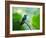 A Glittering-Throated Emerald Perching on Twig in Atlantic Rainforest, Brazil-Alex Saberi-Framed Photographic Print