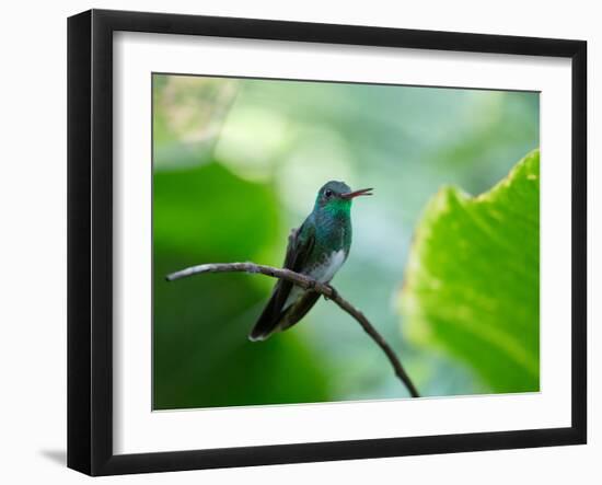 A Glittering-Throated Emerald Perching on Twig in Atlantic Rainforest, Brazil-Alex Saberi-Framed Photographic Print