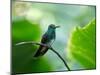 A Glittering-Throated Emerald Perching on Twig in Atlantic Rainforest, Brazil-Alex Saberi-Mounted Photographic Print