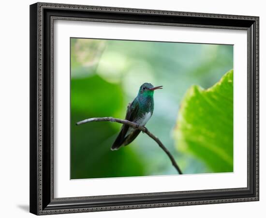 A Glittering-Throated Emerald Perching on Twig in Atlantic Rainforest, Brazil-Alex Saberi-Framed Photographic Print