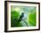 A Glittering-Throated Emerald Perching on Twig in Atlantic Rainforest, Brazil-Alex Saberi-Framed Photographic Print