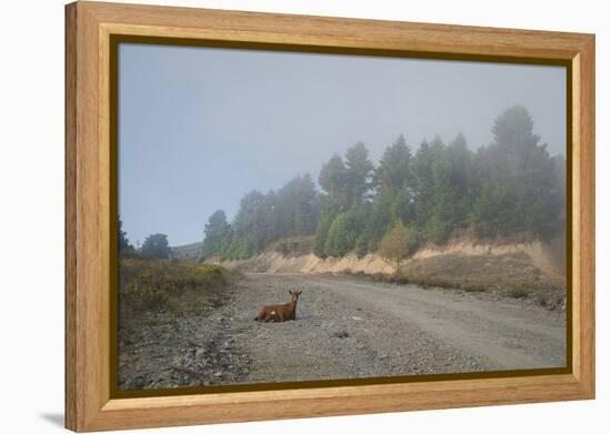 A Goat Sitting in a Road-Clive Nolan-Framed Premier Image Canvas