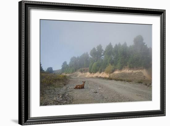 A Goat Sitting in a Road-Clive Nolan-Framed Photographic Print