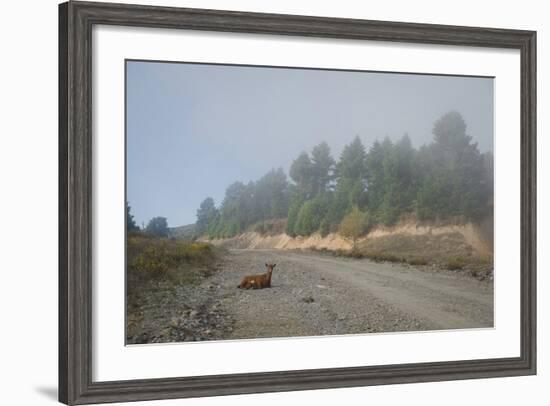 A Goat Sitting in a Road-Clive Nolan-Framed Photographic Print