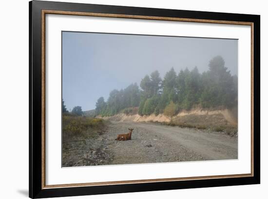 A Goat Sitting in a Road-Clive Nolan-Framed Photographic Print