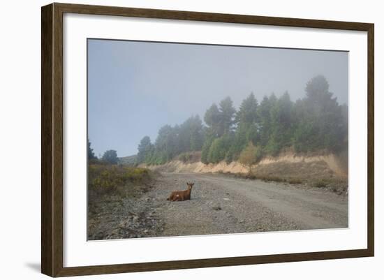 A Goat Sitting in a Road-Clive Nolan-Framed Photographic Print